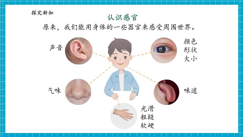 【大单元整体教学】2.4《认识感官》课时课件第8页