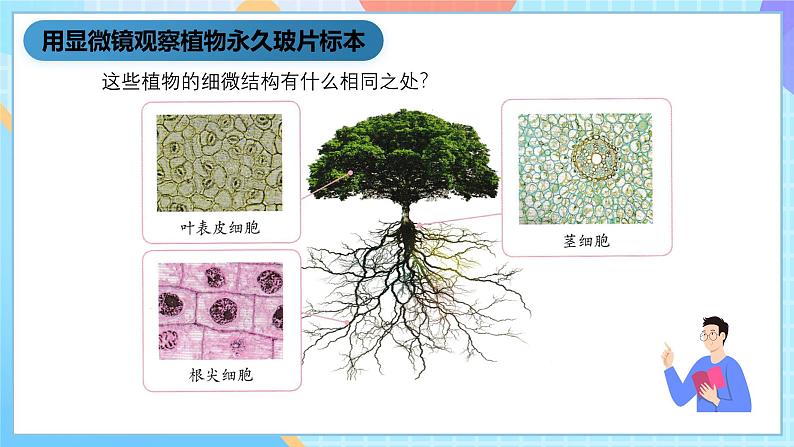 湘科版科学五下1.3《细胞》课件第7页