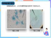 湘科版科学五下2.2《观察微生物》课件