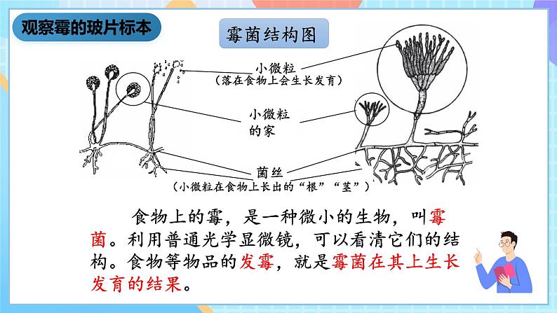 湘科版科学五下2.2《观察微生物》课件第3页