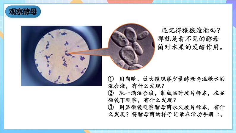 湘科版科学五下2.2《观察微生物》课件第5页