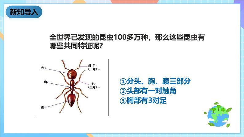 科教版科学六下1.2《放大镜下的昆虫世界》课件第3页