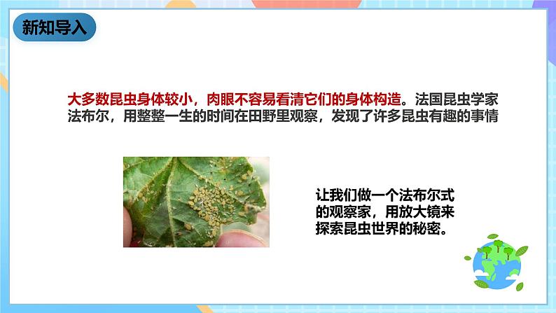 科教版科学六下1.2《放大镜下的昆虫世界》课件第4页