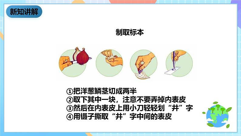 教科版科学六下1.5《用显微镜观察身边的生命世界（一）课件第6页