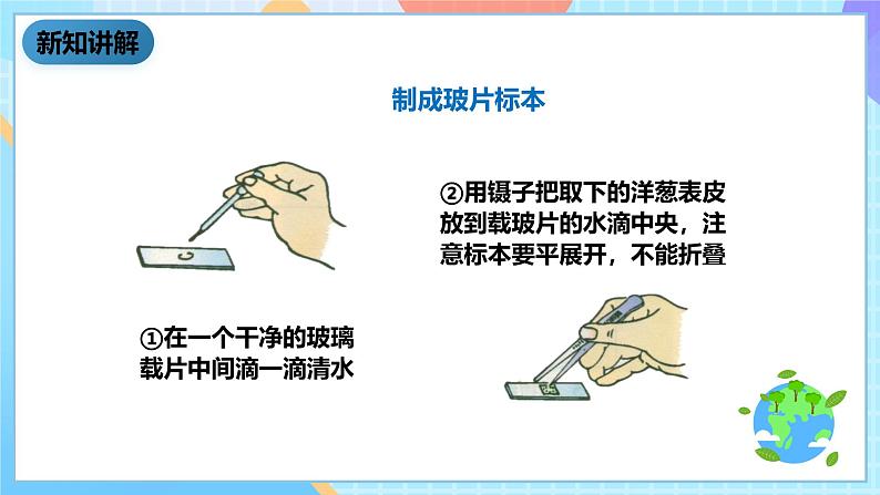 教科版科学六下1.5《用显微镜观察身边的生命世界（一）课件第8页