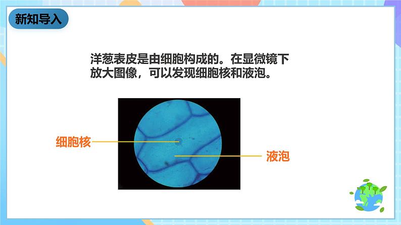 教科版科学六下1.6《用显微镜观察身边的生命世界（二）》课件第3页