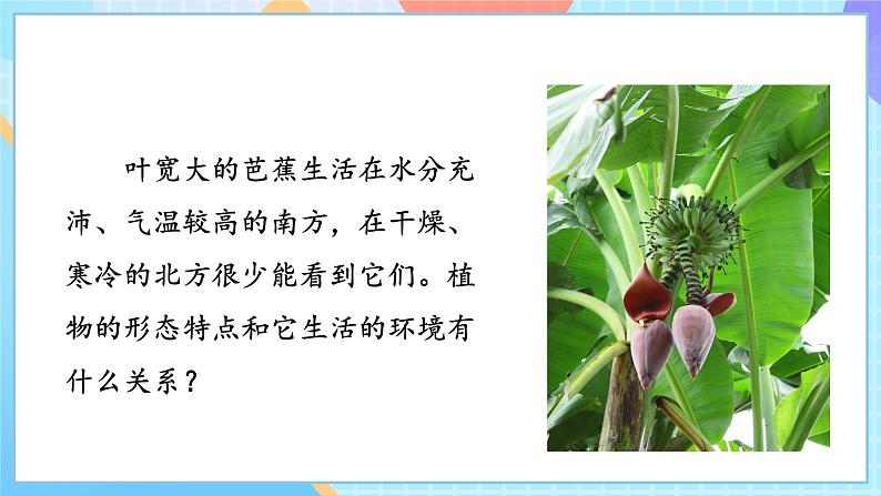 人教鄂教版（2017秋）四年级下册3.10 不同环境中的植物件(共47张PPT＋视频素材）第3页