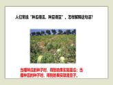 人教版五年级上册科学6.植物的后代与亲代教学课件