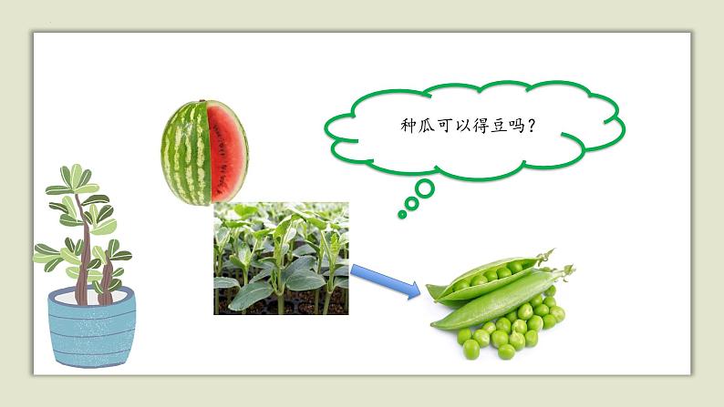 人教版五年级上册科学6.植物的后代与亲代教学课件第5页