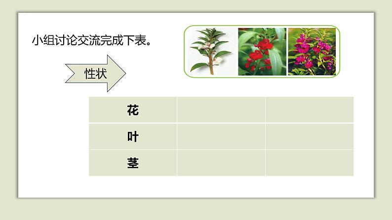 人教版五年级上册科学6.植物的后代与亲代教学课件第8页