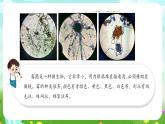 苏教版（2017）科学五下 1.3《发霉与防霉》课件+教案+分层练习+素材