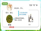 苏教版（2017）科学五下 1.4《微生物的“功”与“过”》课件+教案+分层练习+素材