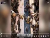 苏教版（2017）科学五下 2.5《生物的启示》课件+教案+分层练习+素材