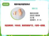 蘇教版（2017）科學(xué)五下 2.6《蛋殼與薄殼結(jié)構(gòu)》課件+教案+分層練習(xí)