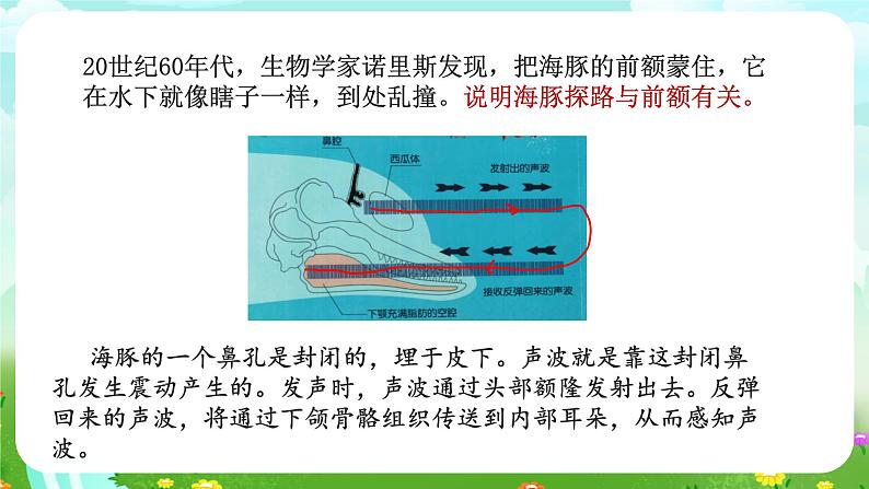 苏教版（2017）科学五下 2.7《海豚与声呐》课件第5页