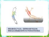 蘇教版（2017）科學(xué)五下 2.8《我們來(lái)仿生》課件+教案+分層練習(xí)+素材