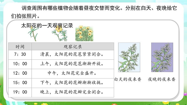 苏教版（2017）科学五下 3.10《昼夜对植物的影响》课件第6页