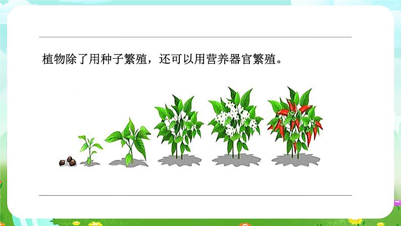 苏教版（2017）科学四下 4.2《用根、茎、叶繁殖》课件第8页