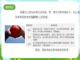 大象版（2017）科学六下 准备单元《投实心球的秘诀》课件