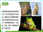 大象版（2017）科学六下 1.3《环境变化与动物行为》课件+教案