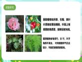 大象版（2017）科学六下 1.4《植物与环境》课件+教案