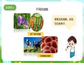 苏教版（2017）科学五下 1.1《搭建生命体的积木》课件