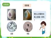 苏教版（2017）科学五下 1.3《发霉与防霉》课件
