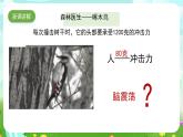 蘇教版（2017）科學(xué)五下 2.8《我們來(lái)仿生》課件