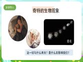 苏教版（2017）科学五下 3.10《昼夜对植物的影响》课件