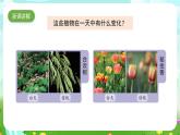 苏教版（2017）科学五下 3.10《昼夜对植物的影响》课件