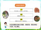 苏教版（2017）科学五下 3.11《昼夜对动物的影响》课件