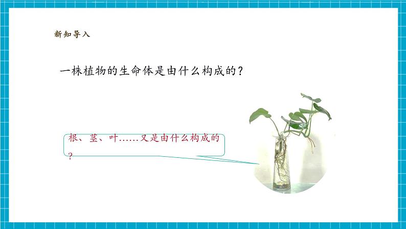 【大单元整体教学】1.1《搭建生命体的“积木”》课时课件第5页