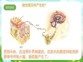 青島版六三制（2017）科學六年級下冊 第5課《觸覺》課件+教案+素材