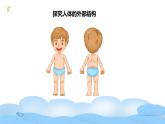 教科版小学科学二年级下册 2.1观察我们的身体教学设计+课件