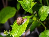 小學(xué)科學(xué)新教科版一年級下冊第二單元第1課《我們周圍的動物》教學(xué)課件2025春