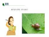 小學(xué)科學(xué)新教科版一年級(jí)下冊(cè)第二單元第2課《觀察一種動(dòng)物》教學(xué)課件2025春