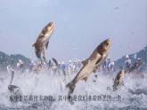 小學(xué)科學(xué)新教科版一年級下冊第二單元第4課《水中的動物》教學(xué)課件2025春