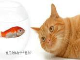 小學(xué)科學(xué)新教科版一年級下冊第二單元第4課《水中的動物》教學(xué)課件2025春