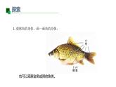 小學(xué)科學(xué)新教科版一年級下冊第二單元第4課《水中的動物》教學(xué)課件2025春