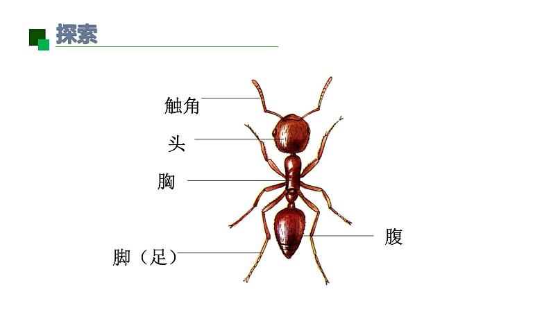 小学科学新教科版一年级下册第二单元第5课《它们吃什么》教学课件2025春第6页