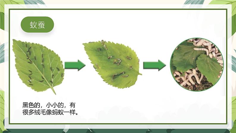 2.3 蚕长大了（教学课件）（教科版）第2页