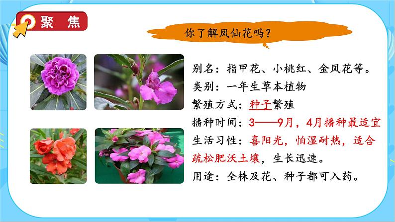 【备课无忧】教科版四下-1.2 种植凤仙花（课件）第8页