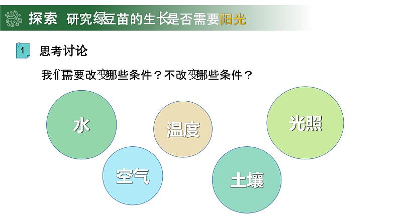 1.3 绿豆苗的生长（教学课件）（教科版）第3页