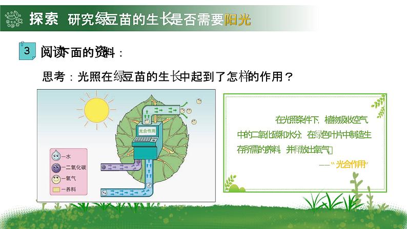 1.3 绿豆苗的生长（教学课件）（教科版）第7页