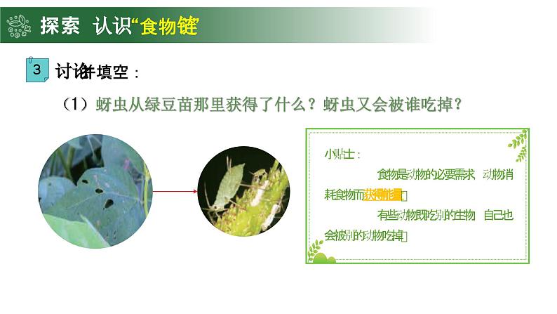 1.6 食物链和食物网（教学课件）（教科版）第5页