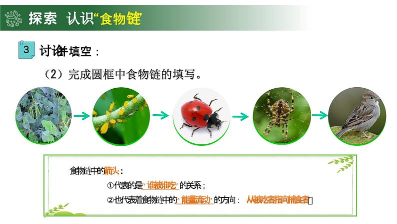 1.6 食物链和食物网（教学课件）（教科版）第7页