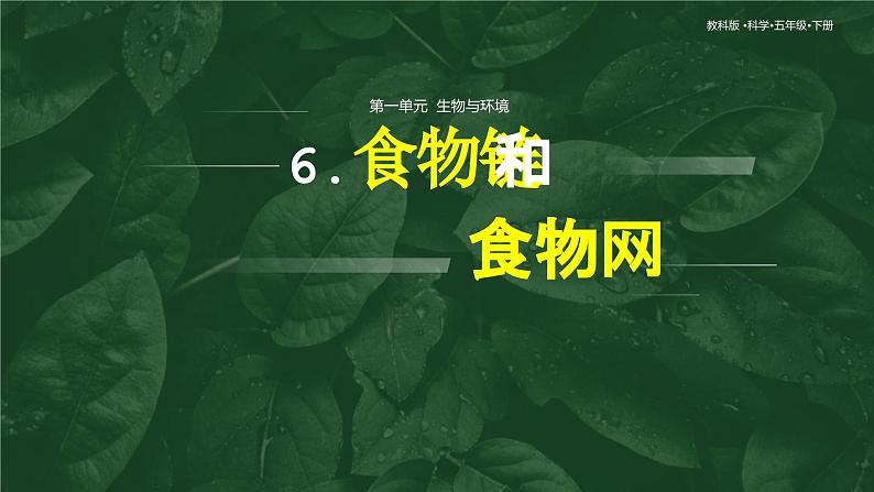 1.6 食物链和食物网（教学课件）（教科版）第1页