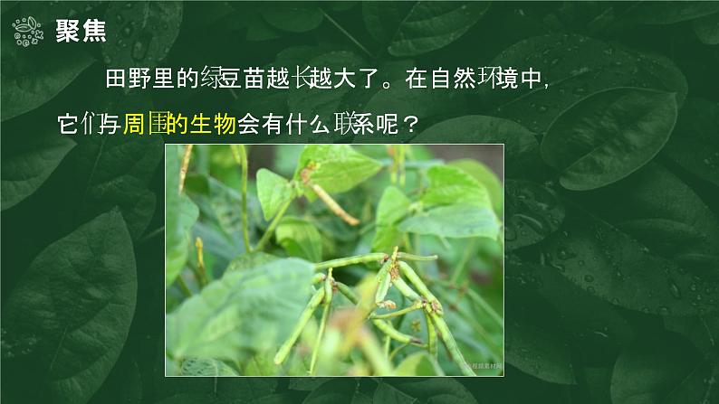 1.6 食物链和食物网（教学课件）（教科版）第2页