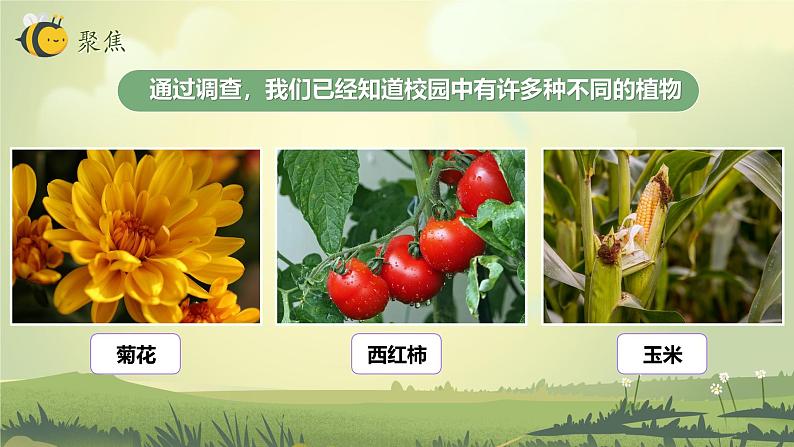 2.3 形形色色的植物（教学课件）（教科版）第3页