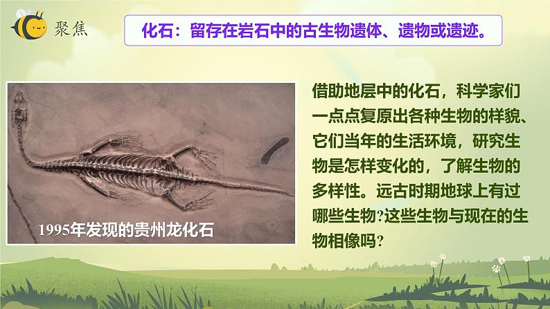 2.6 古代生物的多样性（教学课件）（教科版）第3页